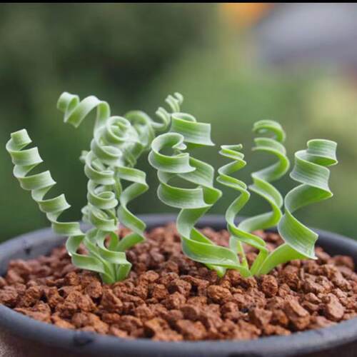 好养的宽叶弹簧草多肉植物