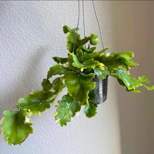 绿鱼尾丝苇羽叶乳叶盆栽不带花苞室内阳台绿植花卉植物四季好养活