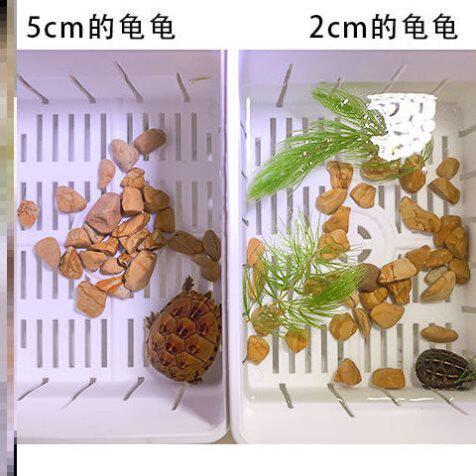 乌龟隔离盒乌龟盒手提龟苗隔离防咬鱼缸黑白色蛋龟苗子饲养盒鱼缸