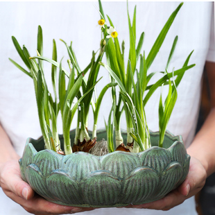 无孔铜钱草碗莲睡莲水仙花盆陶瓷简约仿石头金钱草特大号水培器皿