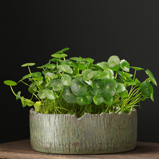 特价无孔水培铜钱草碗莲睡莲水仙花盆陶瓷创意仿石头专用盆特大号