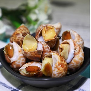 【东风螺大图片】东风螺大图片大全