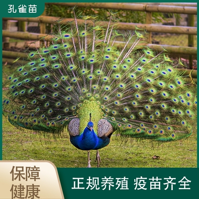 蓝孔雀幼苗 活体孔雀苗 动物脱温苗成年花孔雀观赏白孔雀活物包邮
