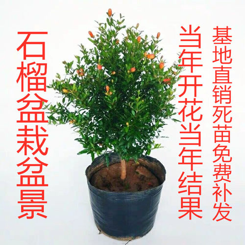 矮化盆景庭院阳台突尼斯石榴树苗