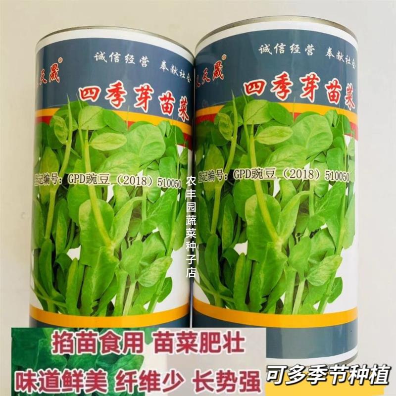 义天晟四季芽苗菜种子苗菜肥壮味道鲜美纤维少四季芽菜种蔬菜种子
