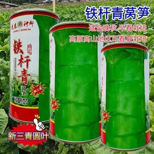 种都铁杆青莴笋种子青皮绿肉香莴笋种籽高产耐寒圆叶基地蔬菜种子