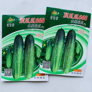 顶厦门中田瓜瓜668水果吊瓜种子 黄瓜种子 耐高温耐寒 抗病大吊瓜