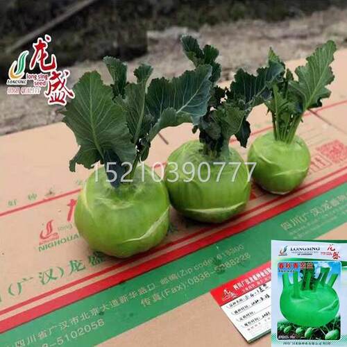 孑春秋青苤兰种子蓝紫苤水果丕蓝白苤蓝种籽VCU茄大头菜芥蓝连玉