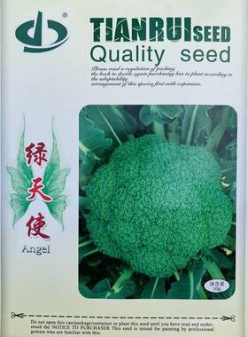 绿天使西兰花种早熟杂交青花种籽花UBV菜耐椰寒菜春秋农家子西蓝