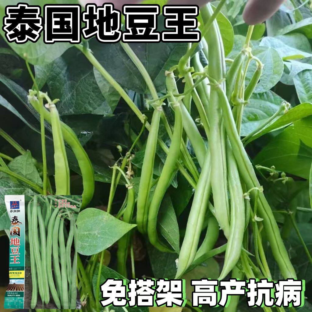 泰国地豆王种子免搭架无架地豆四季豆种子无筋无丝不搭架豆角种子