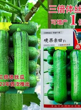 鼎牌 硬果亲田丝瓜种子 短棒型青丝瓜三倍体肉丝瓜翠绿色油亮丝瓜