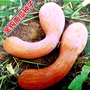 金钩南瓜种子 甜面吊瓜面早黑南庭瓜KAW种籽 院易阳台盆栽种蔬菜
