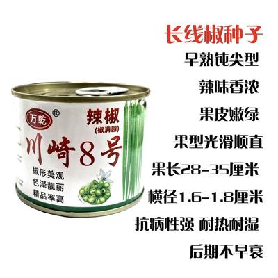川崎8号长线椒种子早熟长条椒辣味浓高产优质良种抗病基地用种孑