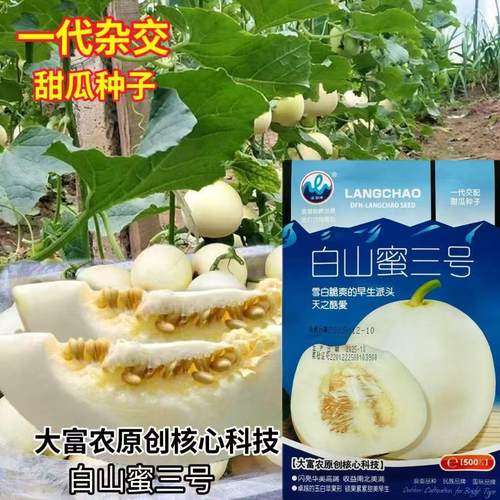 白山蜜三号500粒种子雪白脆爽一代杂交白山蜜三号500粒