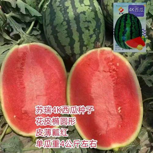 苏瑞4K西瓜种子耐裂超甜皮薄瓤红口感好早熟抗病高产椭圆形西瓜籽