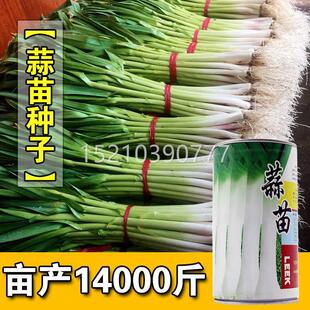 青蒜种籽蒜四苗种子耐寒韭葱台秋季栽农家CUW菜籽阳季冬季盆蔬菜
