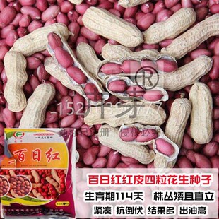 百日孑红ZRM高产薄花壳四粒新红花生种子种籽原种红皮生米子大粒