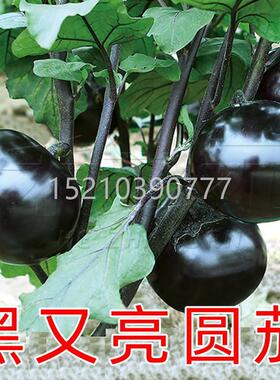 黑圆王茄子肉种子紫黑色圆茄表JLC皮亮厚高产大果率坐果强黑蔬菜