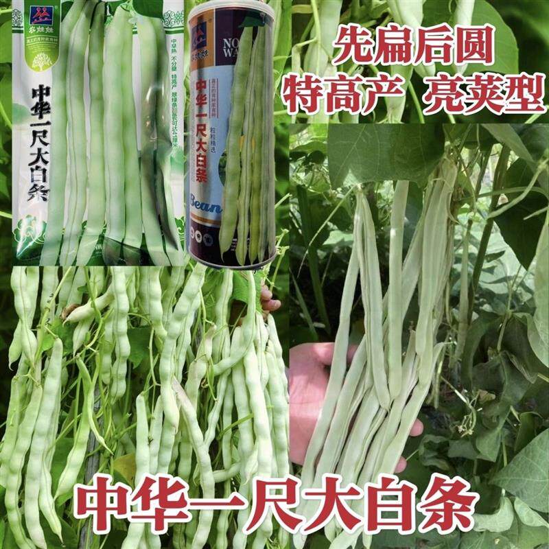 中华一尺白条架豆种子九粒白架豆种子白绿色豆角高产四季豆芸豆种