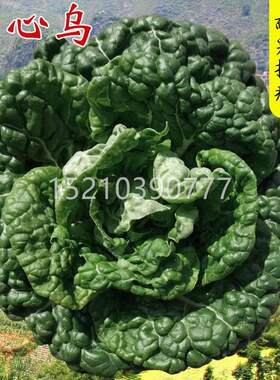黑心乌塌菜子耐寒黄菜种心种籽菊花心菜籽种易ROJ种阳台耐寒菜蔬