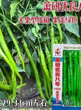 萧研优良八号线椒种子中早熟大果型线椒辣种籽味辣春秋种蔬菜种子