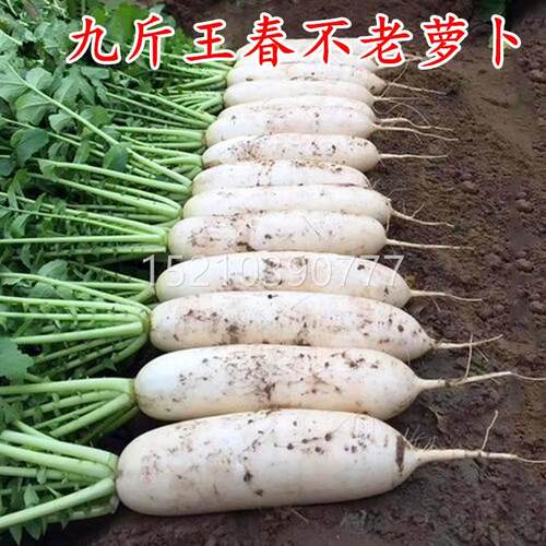 斤大白萝卜种子春CUH播种蔬菜籽长王白秋罗卜孑四季特大九白萝卜