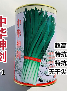 平龙中华神剑韭菜种子特抗寒抗病高产无干尖黄叶不休眠韭菜种子籽