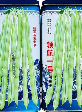 领角航一号架王种子豆早中熟九VUV粒白豆四季豆春秋播高产蔬芸菜