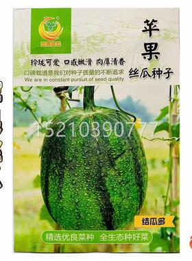 凤鸣雅士果瓜种子早丝熟苹你迷LVC丝瓜肉厚清香不易老化南北方春
