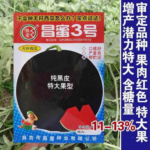 昌蜜3号黑水皮无籽西瓜种子超甜皮西LYI瓜红瓤高产薄庭夏院春果种