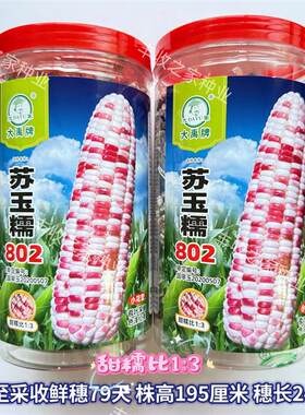 大禹苏玉糯802彩甜糯玉米种子绿皮大棒甜加糯鲜食玉米花苞米种籽