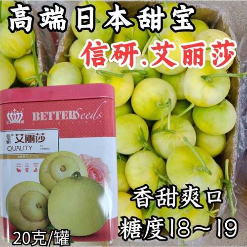 高端日本甜宝甜瓜种子信研艾丽莎香瓜种籽香甜脆绿黄绿皮甜瓜种子