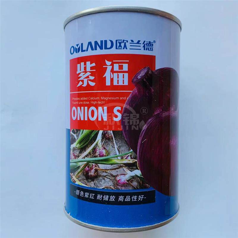 欧兰德紫福洋葱种子中日照杂交品种紫红皮洋葱种籽高产抗病春秋播
