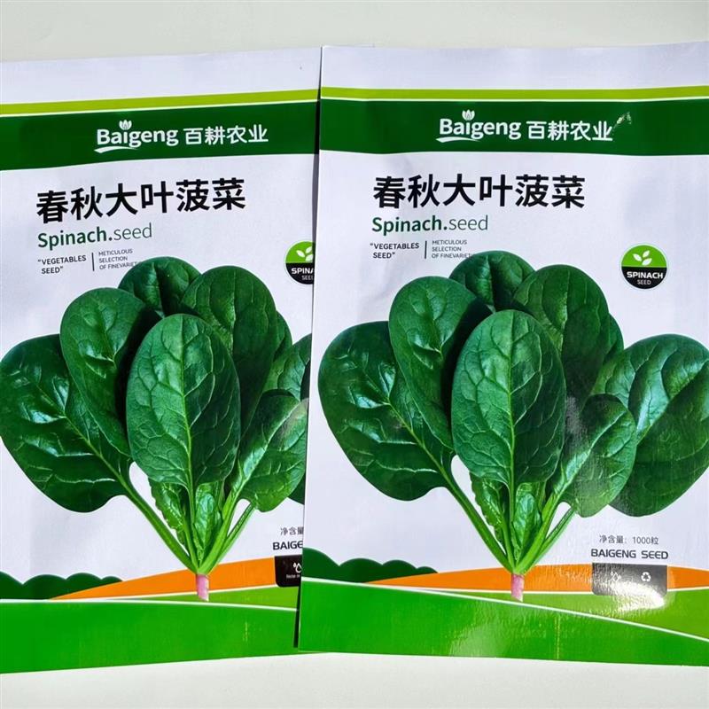 春秋大叶杂交圆叶菠菜种子抗病耐热耐寒越冬盆栽四季农家蔬菜种籽