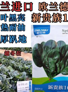 新贵族16号菠菜种子欧兰德进口耐热耐寒耐抽趴地大叶黑圆菠菜种子