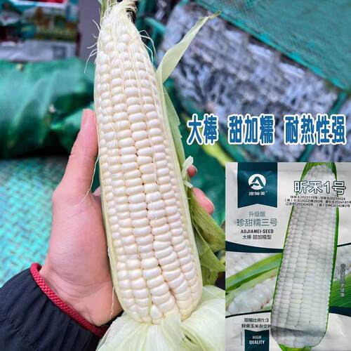 昕糯1玉米种子早熟鲜食糯玉米种子耐热品种甜加糯玉米种子