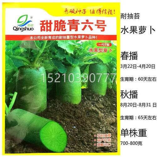 韩孑国 产进口白福萝卜种子 四季播 耐抽薹种高抗FSX病蔬菜种籽