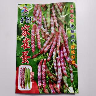 子彤家雀蛋种子50克