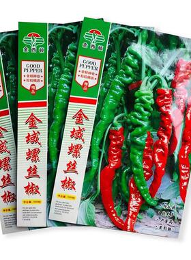 金螺丝椒高产香辣子螺丝椒辣椒椒种青KAY皱皮辣椒种薄皮早域熟种