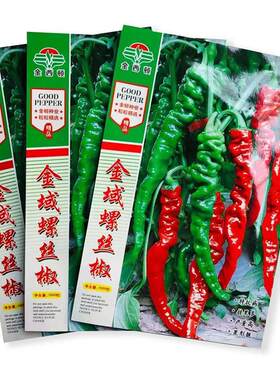 金螺丝椒高产香辣子螺丝椒辣椒椒种青KAY皱皮辣椒种薄皮早域熟种