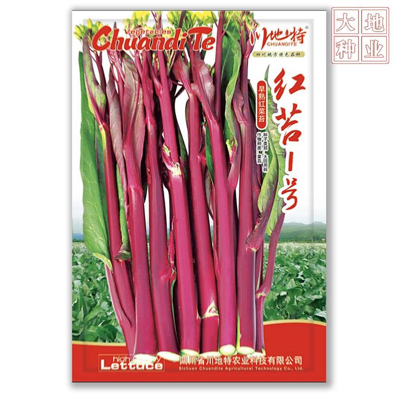 川地红苔一号 极早熟品种叶柄紫特红JQP苔较粗味耐热美地耐寒基专