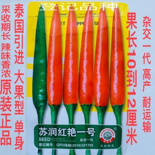 苏润红艳一号朝天椒种子特大果泰国引进基地专用朝天椒种子小米辣