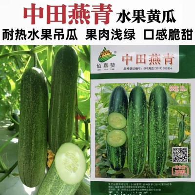 中田燕青黄瓜种子早熟高产抗病耐热耐寒农家菜园基地种植黄瓜种子