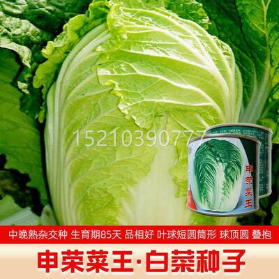 山季大白菜种子秋季王大白东菜产抗病高MVI耐寒耐贮运秋播冬大白