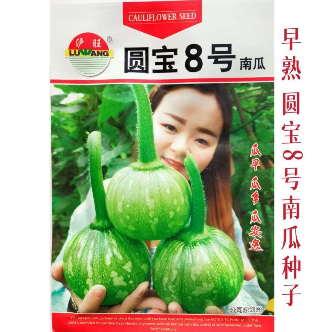 圆宝8号南瓜种子早熟春播圆瓜嫩南瓜种籽蔬菜种孑丰产菜南瓜种孑