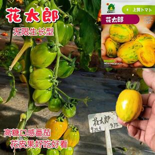 花太郎番茄种子特好吃口感型番茄西红柿种籽甜味怡人早熟丰产抗病