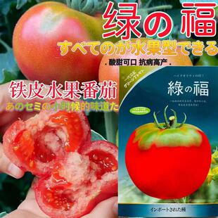 绿福草莓番茄种子进口水果西红柿种籽早熟高产抗病柿子种孑春夏季