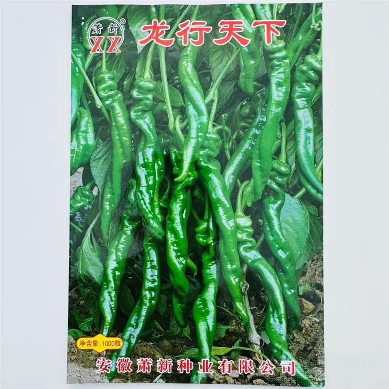 辣椒种子龙行天下陇椒种籽味辣香浓薄皮早熟产量高螺丝椒种子