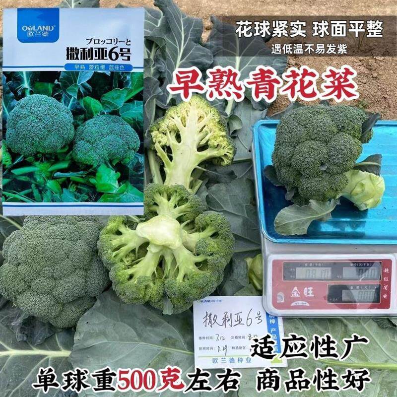 撒利亚6号西兰花种子早熟耐寒西兰花种子抗病秋季种植西兰花种子