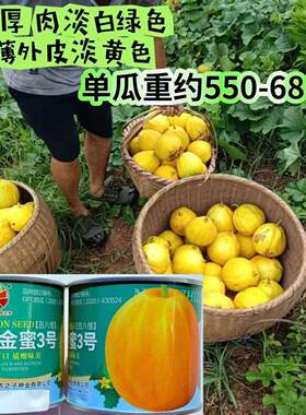 黄金蜜3号甜瓜种子丑八怪黄皮香瓜中早熟皮薄肉厚白绿肉香甜可口